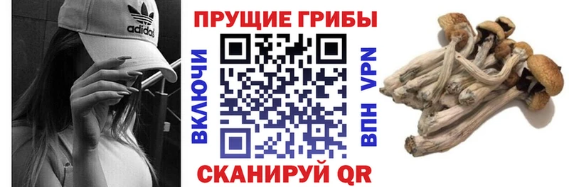где продают наркотики Яровое блэк спрут ссылка Псилоцибиновые грибы Psilocybine cubensis